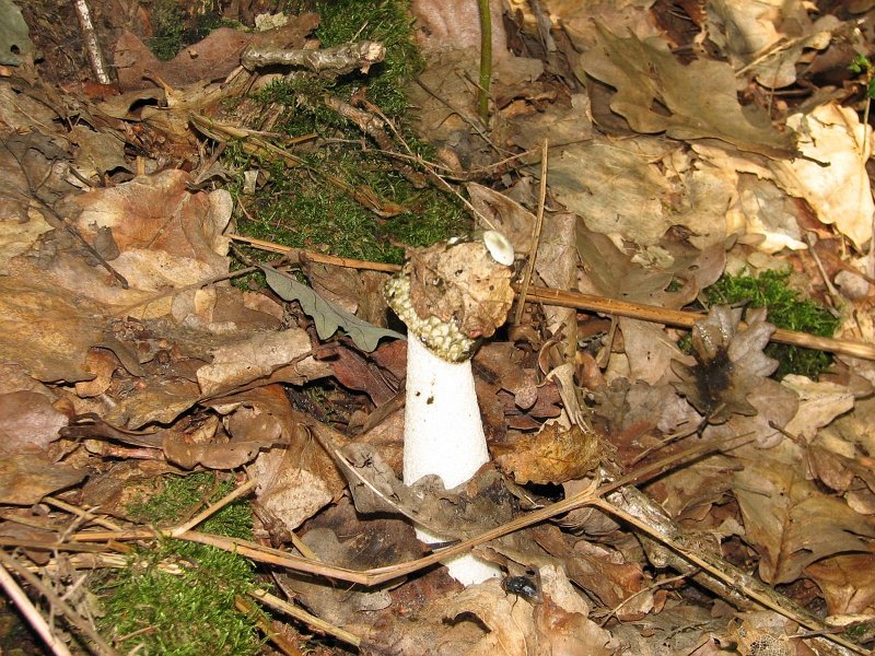 2009 07 Myco Gros taillis 04